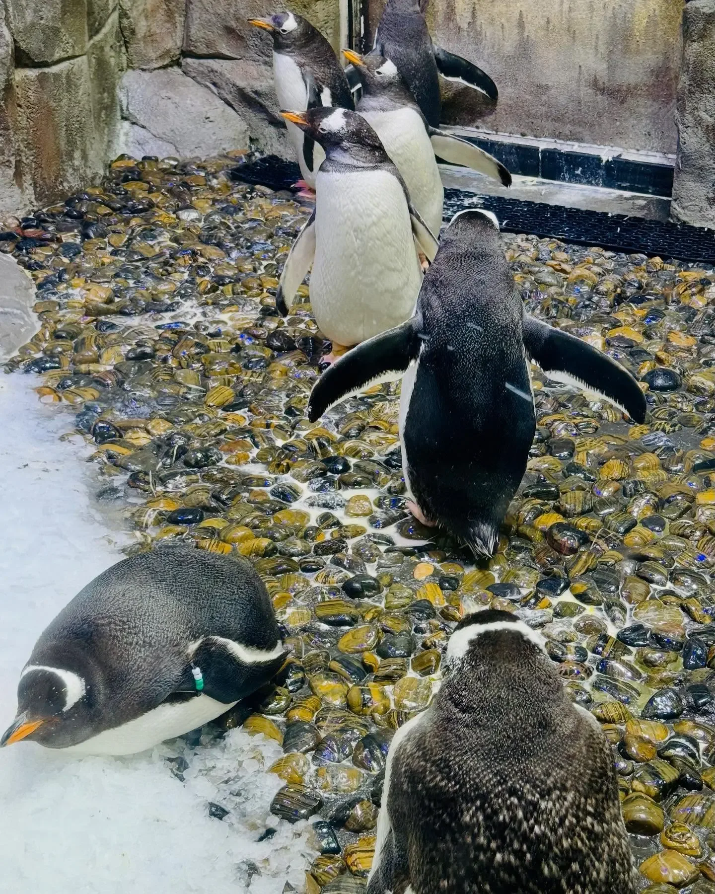 Dubai Aquarium and Penguin Encounter