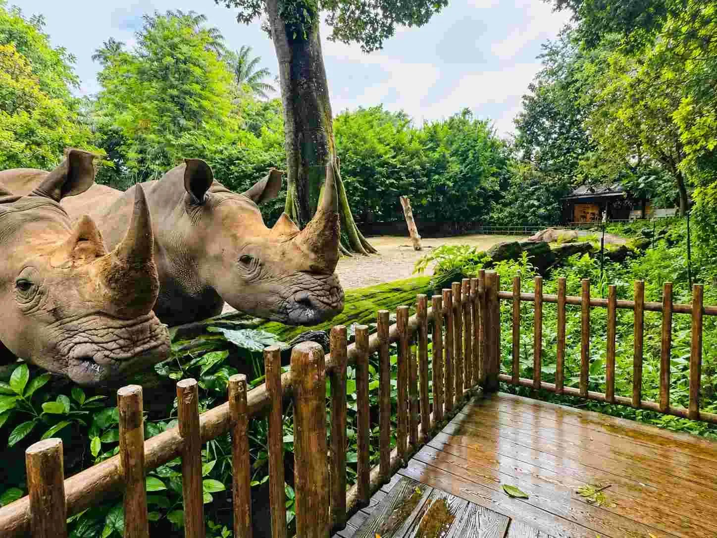 Singapore Zoo with Tram Ride