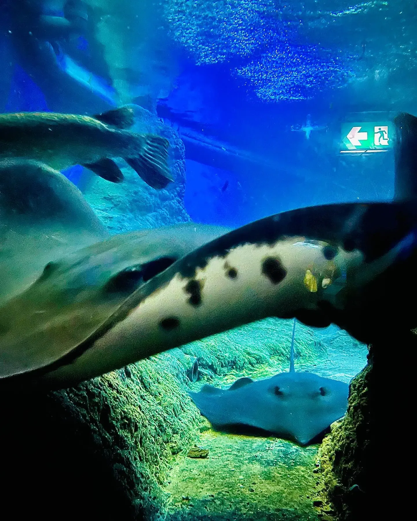 Bangkok Underwater Adventure Pass