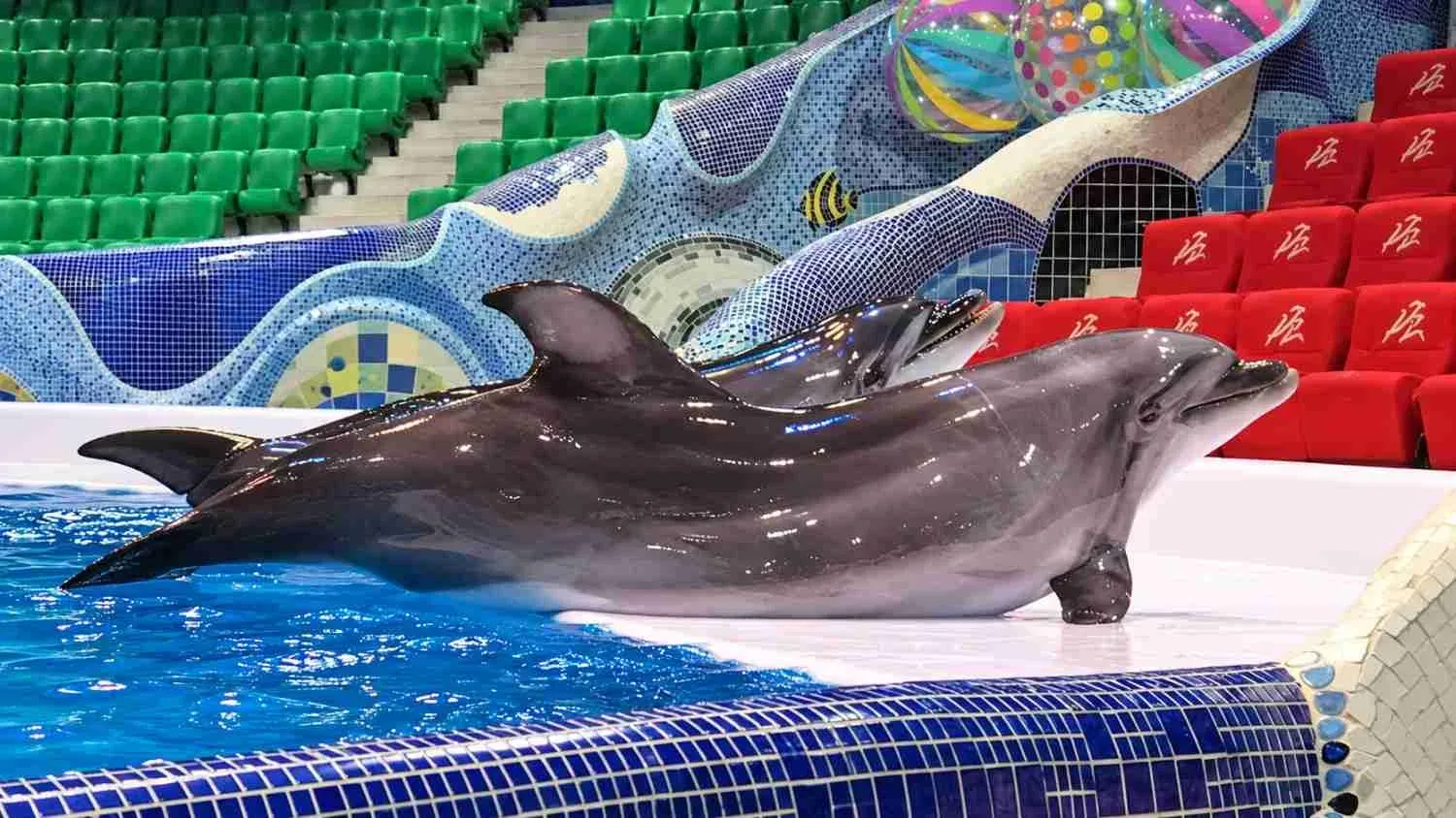 Dolphins Performing at Dubai Dolphinarium Indoor Show Arena
