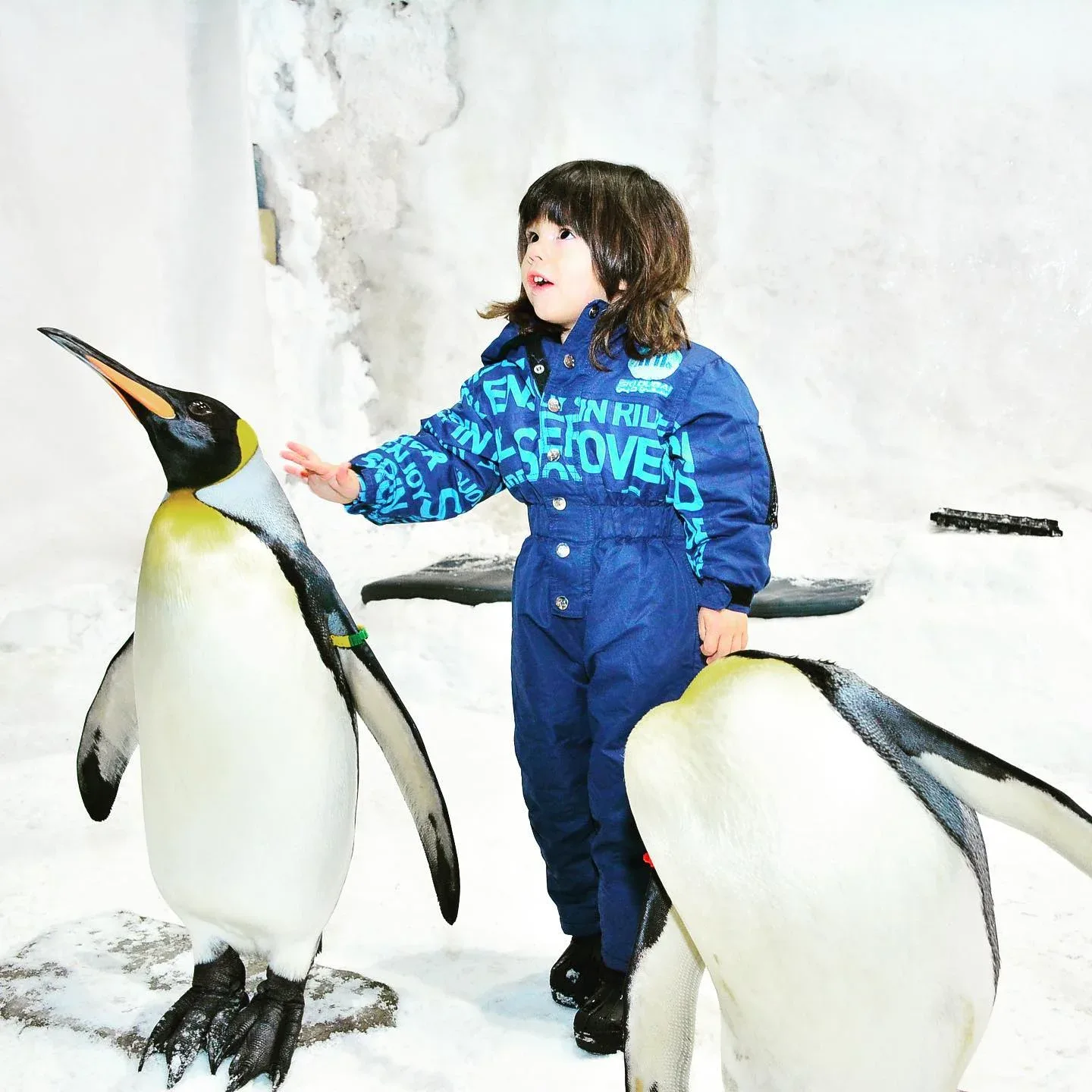 Child interacting with penguins at Dubai Penguin Encounter