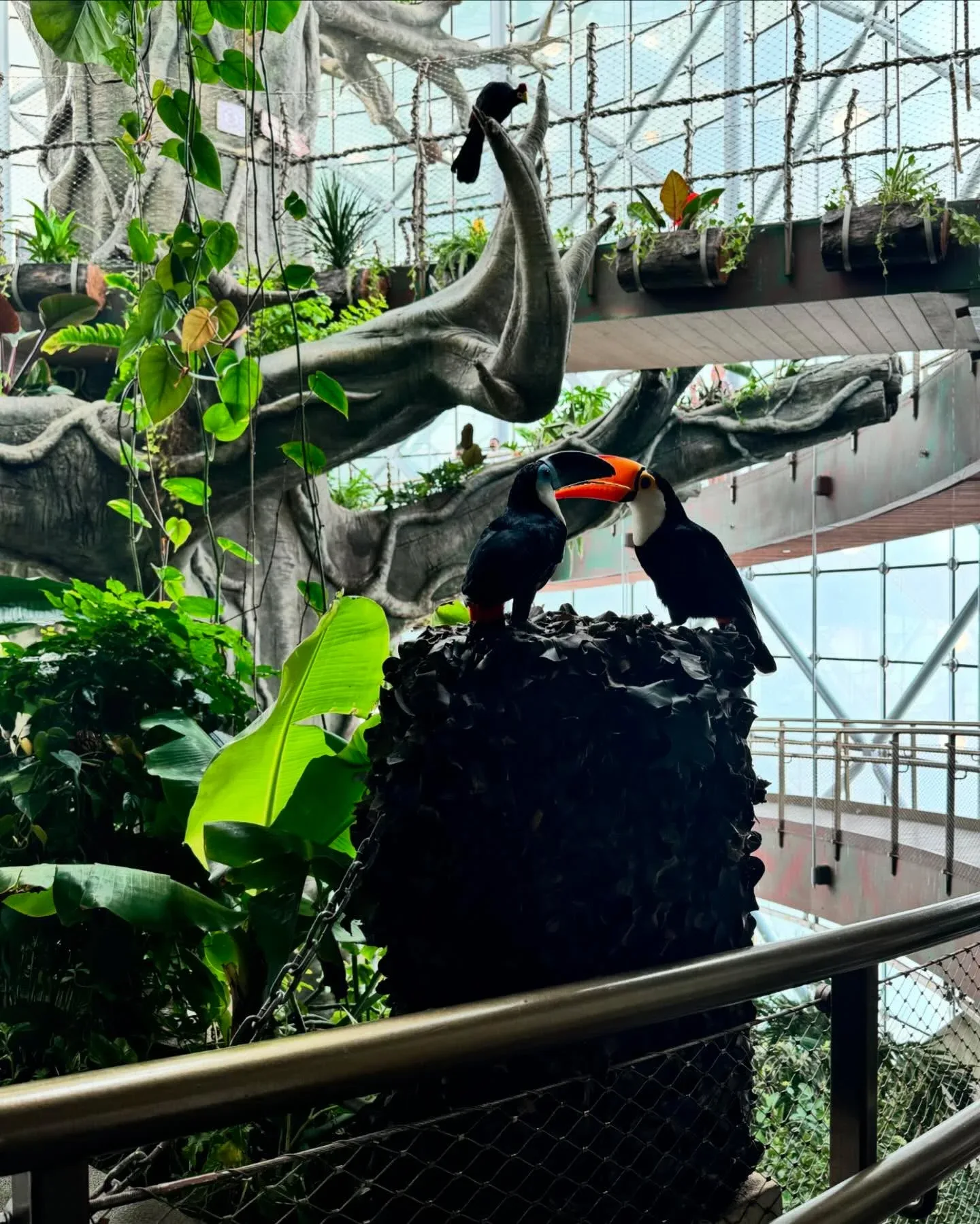 Toucan birds inside the tropical indoor garden at Butterfly Garden Dubai