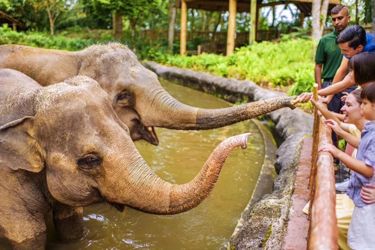 Singapore Zoo with Tram Ride Gallery Image