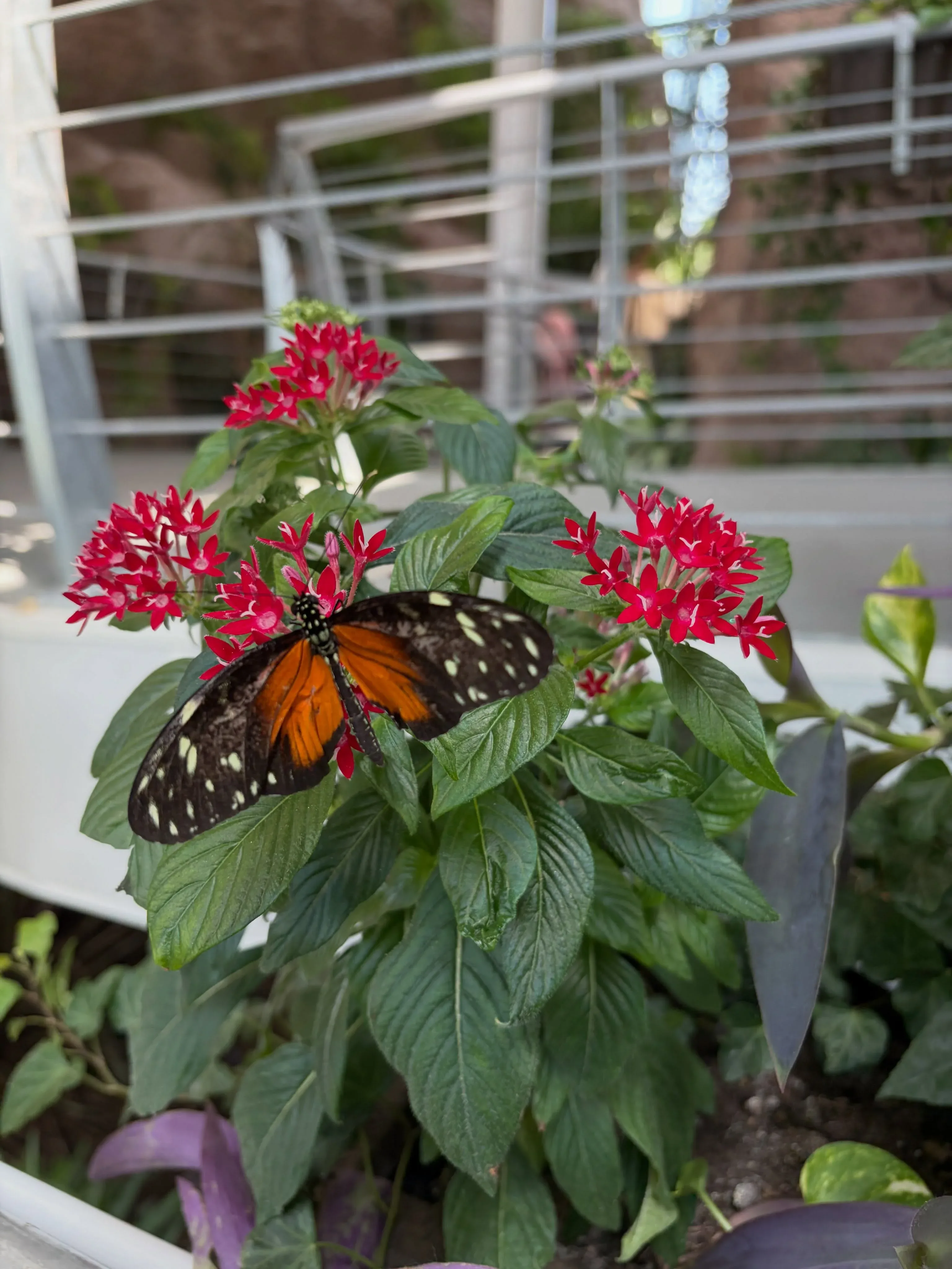 Orange and black butterfly resting on a red flower inside Butterfly Garden Dubai
