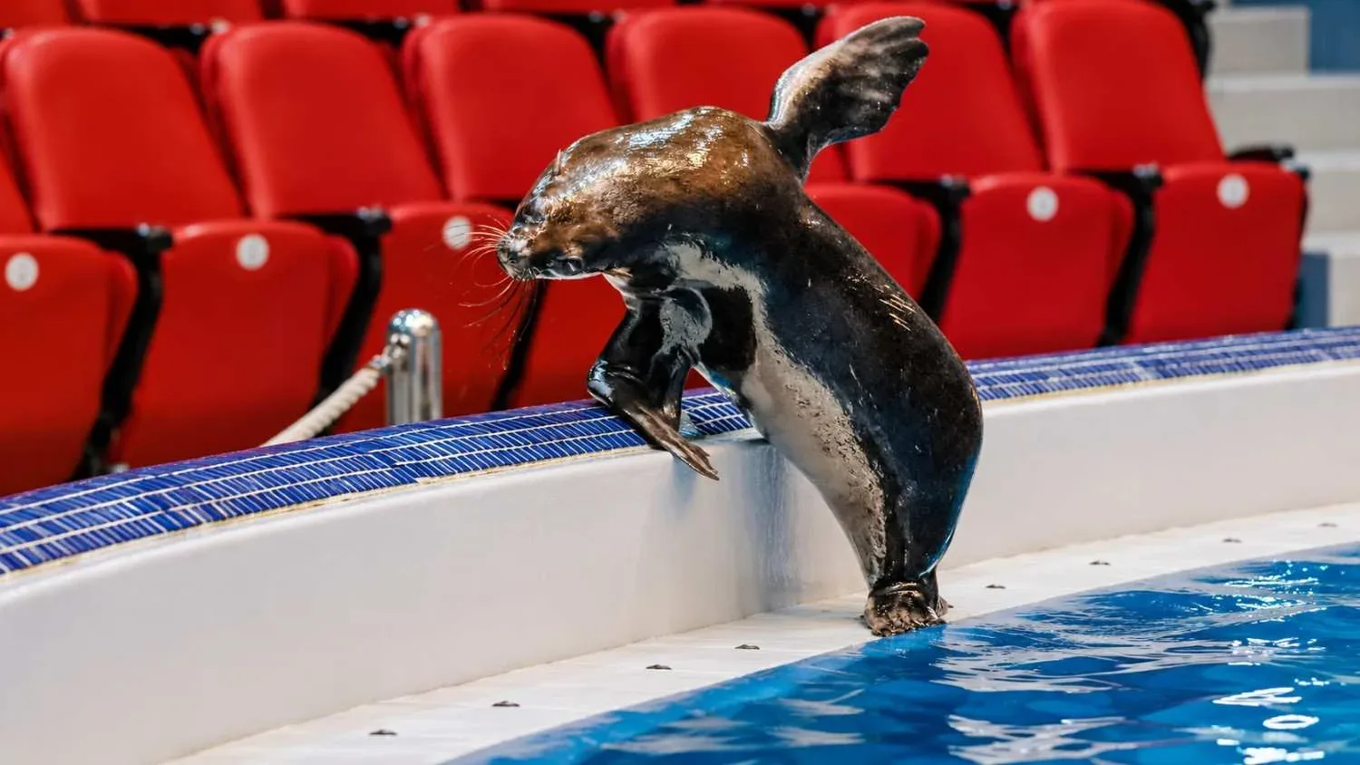 Sea Lion Standing Beside the Pool at Dubai Dolphinarium