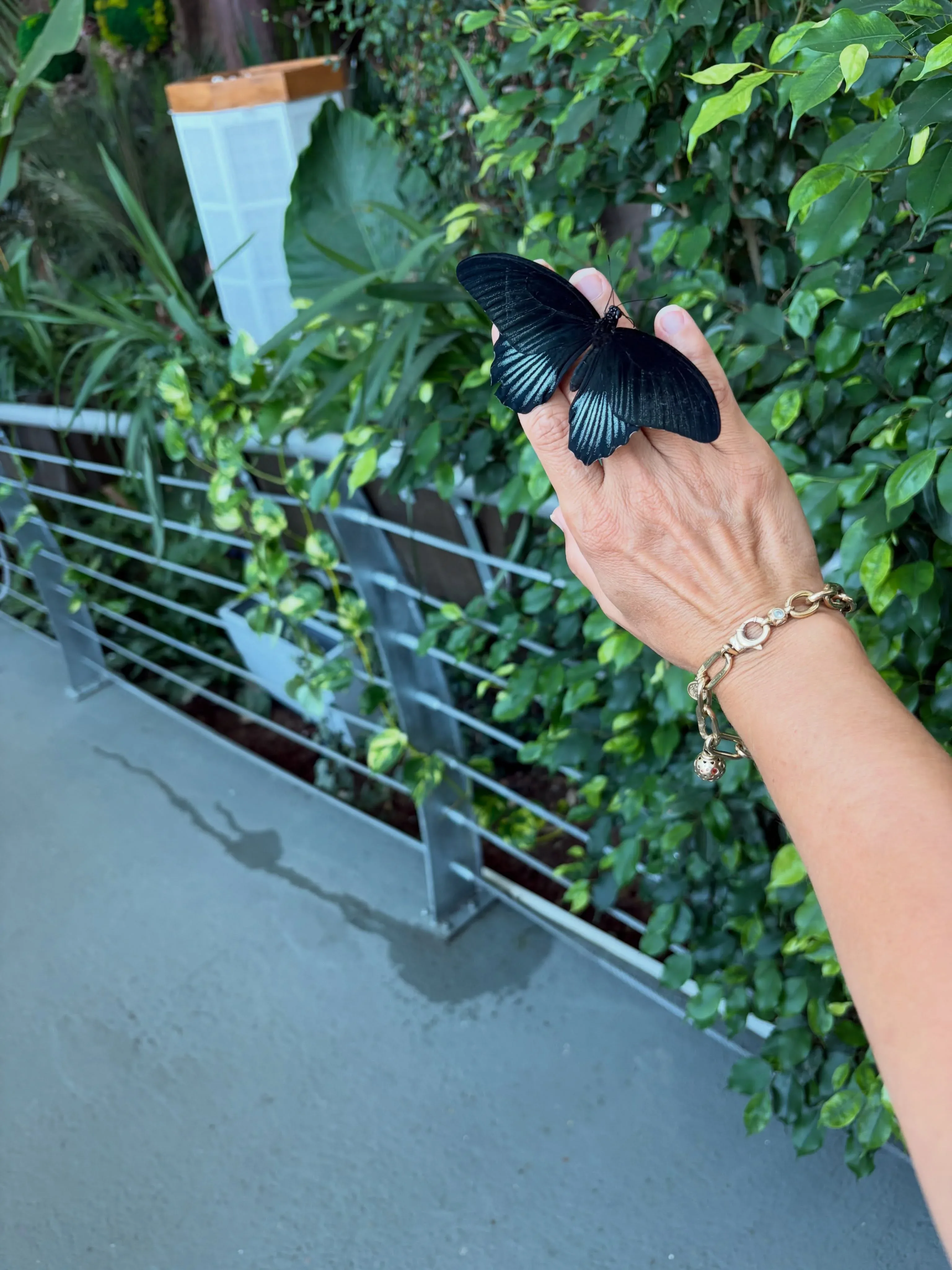 Black butterfly resting on a visitor's hand inside Butterfly Garden Dubai