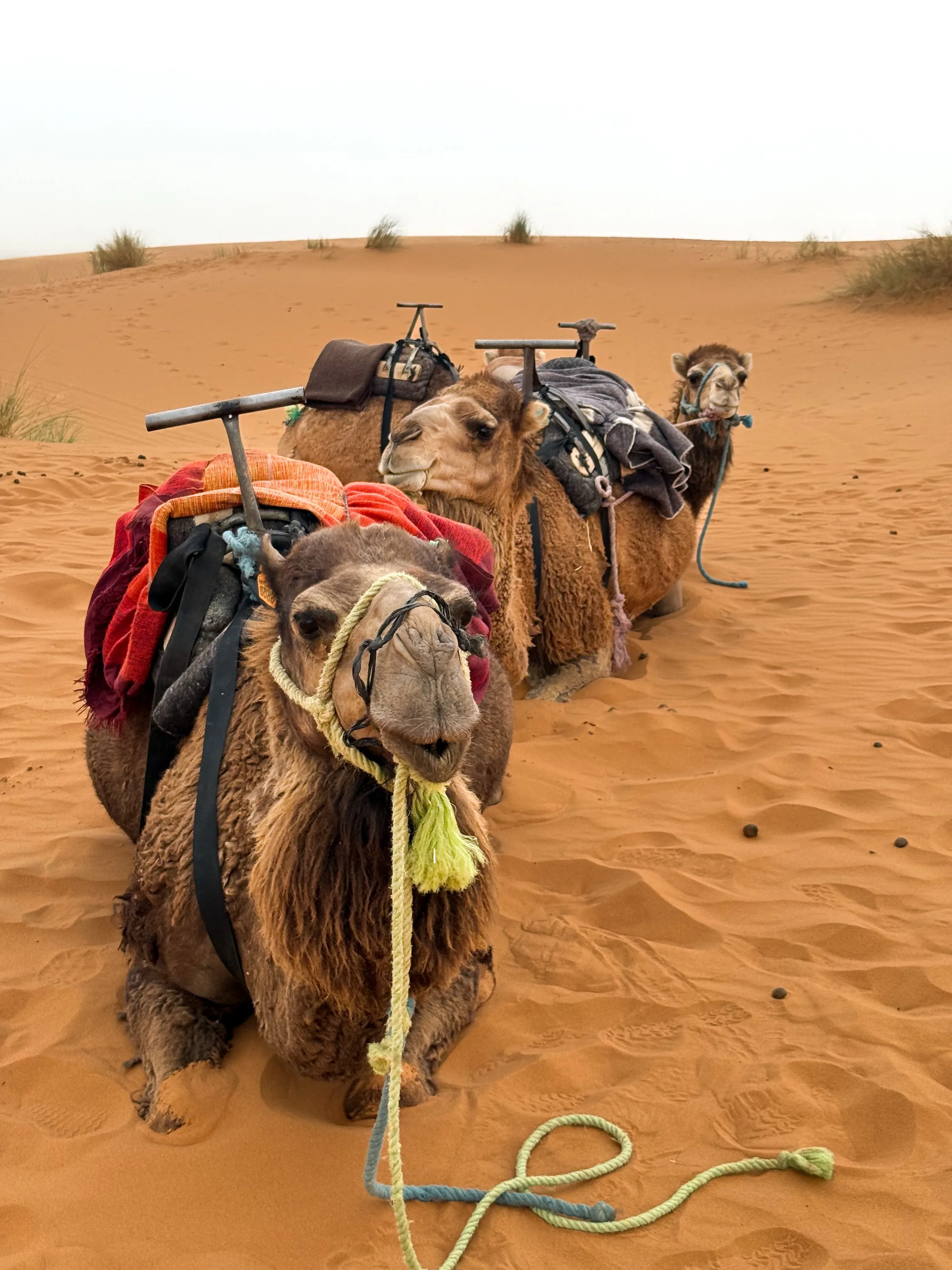 Camels resting in the Dubai desert with traditional saddles