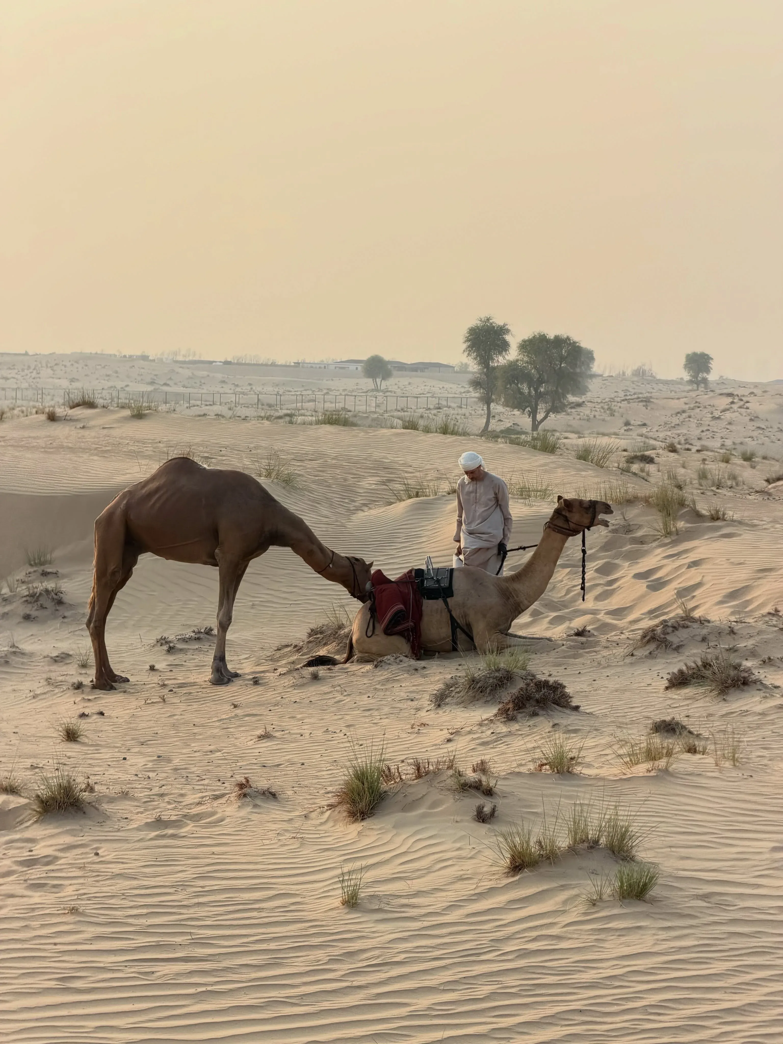 Camel rider exploring the sandy Dubai desert with a camel guide