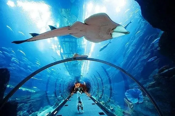 Dubai Aquarium and Underwater Zoo Tickets Gallery Image