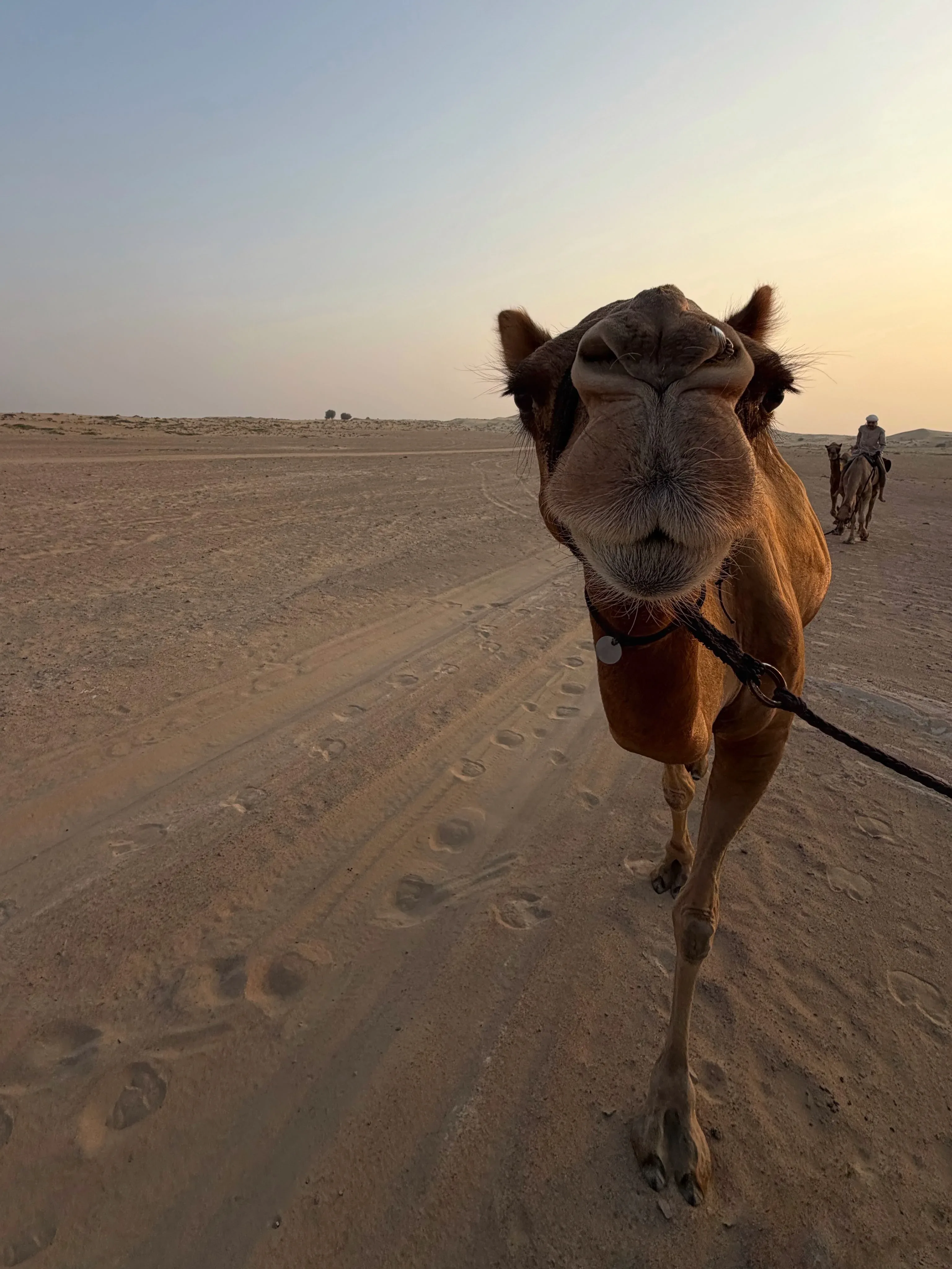 Close-up of a camel during a Dubai desert riding experience