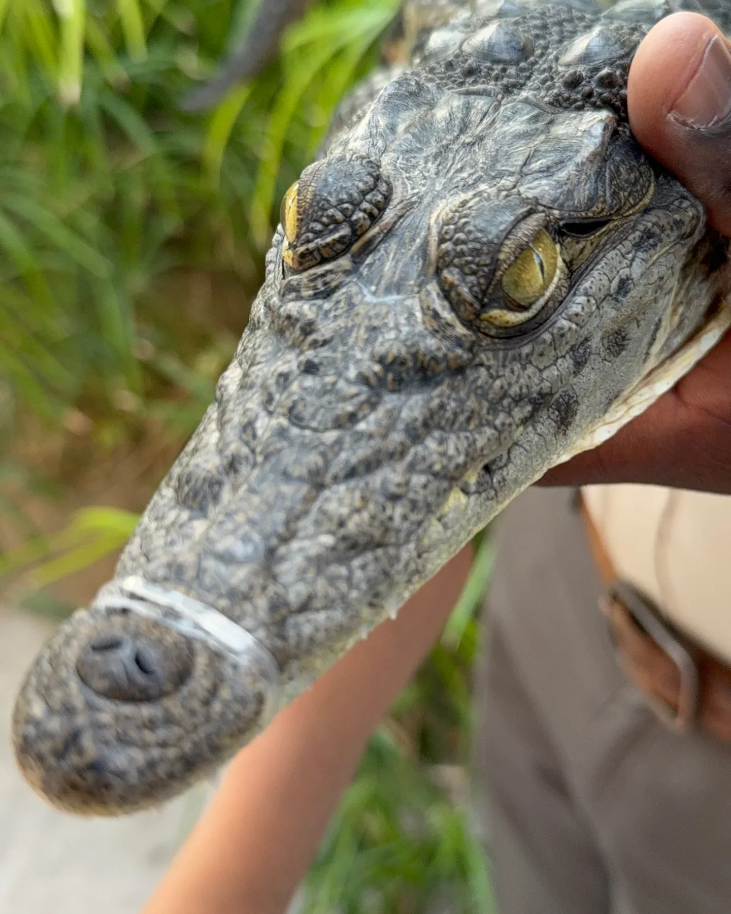 Close-up of a baby crocodile during a Dubai Crocodile Park encounter