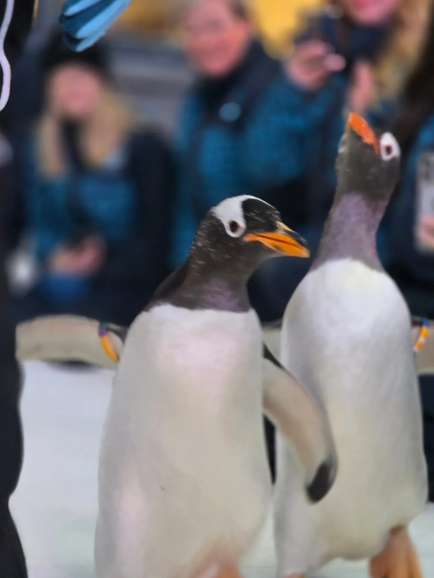 Gentoo penguins at Dubai Penguin Encounter with visitors