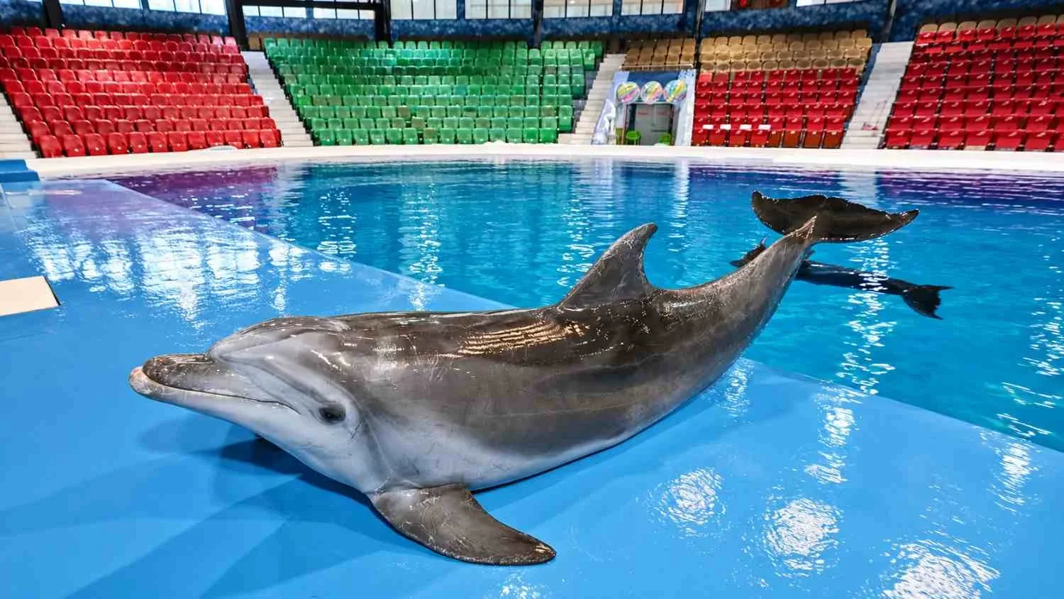 Bottlenose Dolphin Swimming in Dubai Dolphinarium Pool