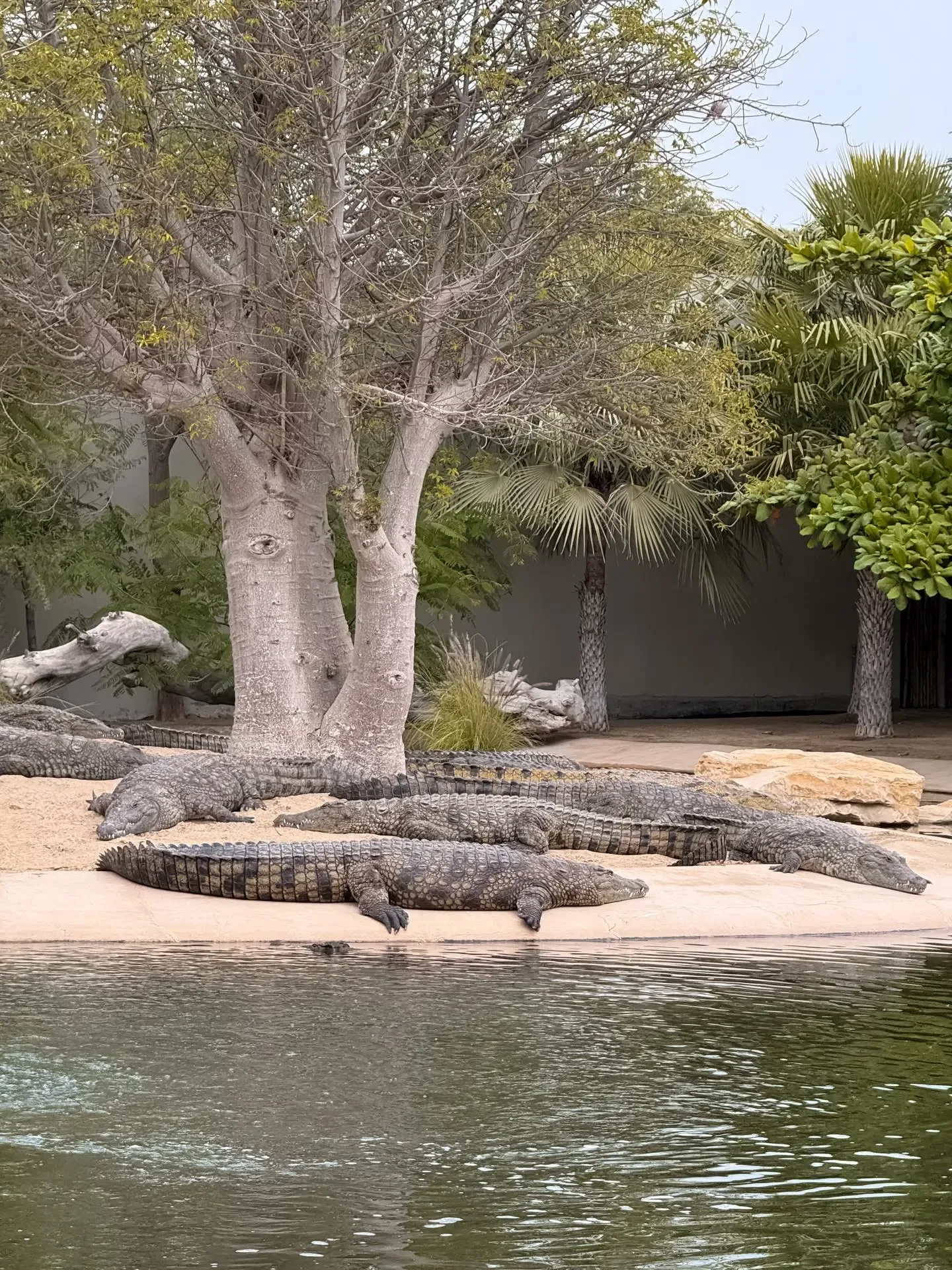 Nile crocodiles resting beside the water at Dubai Crocodile Park