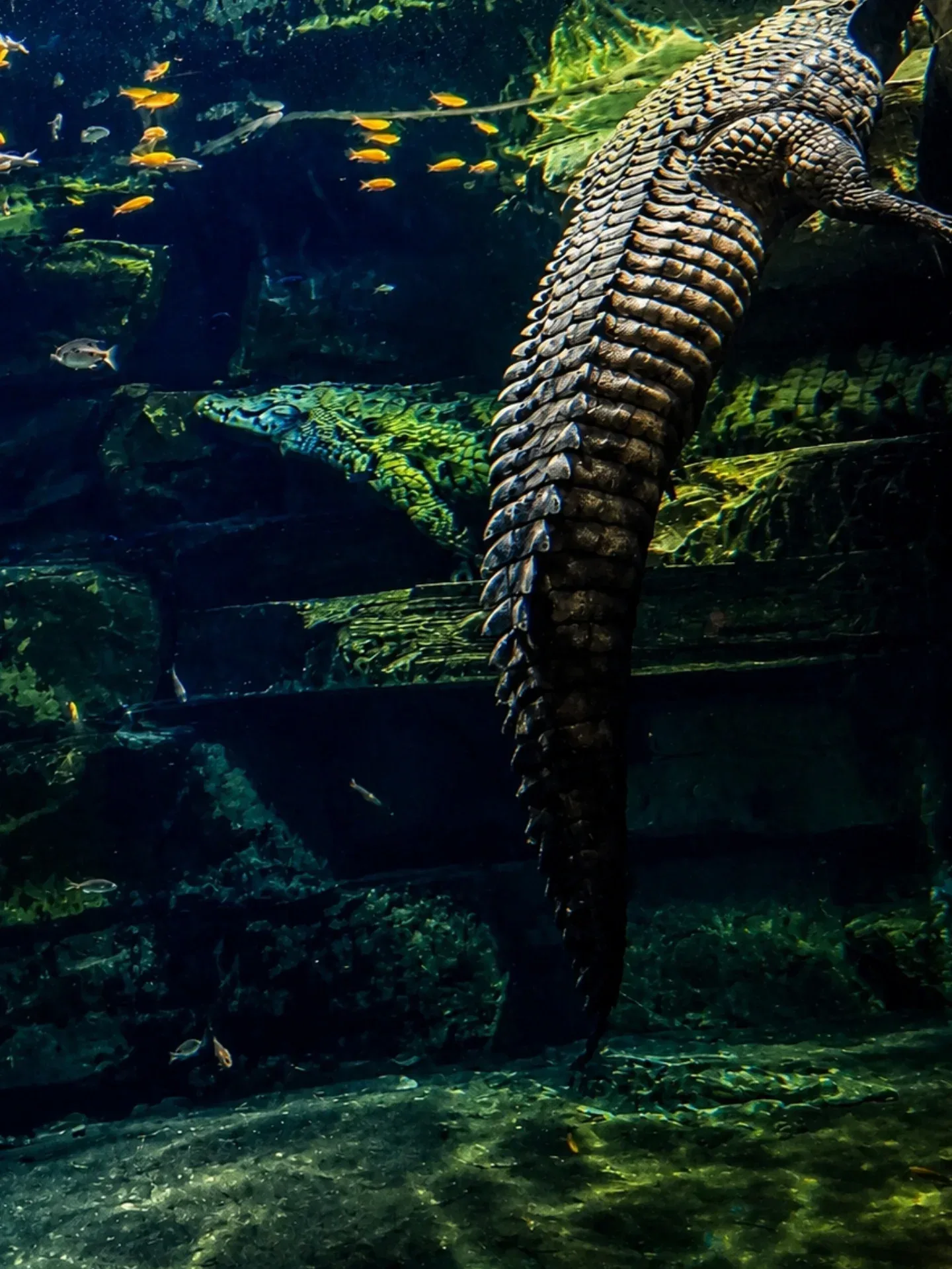 Nile crocodile underwater in the Dubai Crocodile Park aquarium