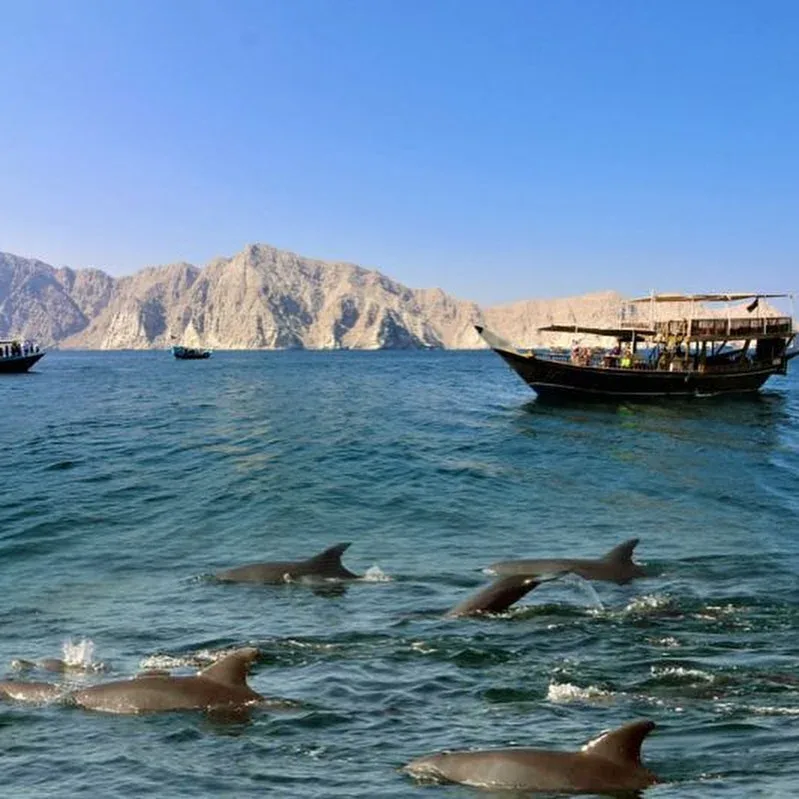 Musandam Dibba Tour dolphin watching near Oman coastline